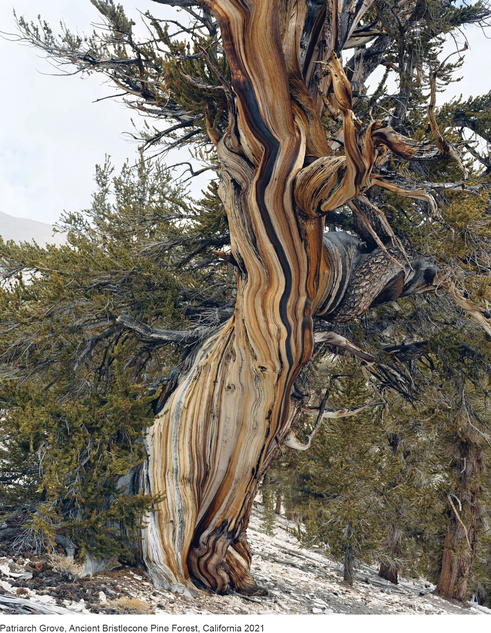5-Mitch Epstein-10_18969.5.21 Patriarch Grove, Ancient Bristlecone Pine Forest, California 2021 copy.jpg