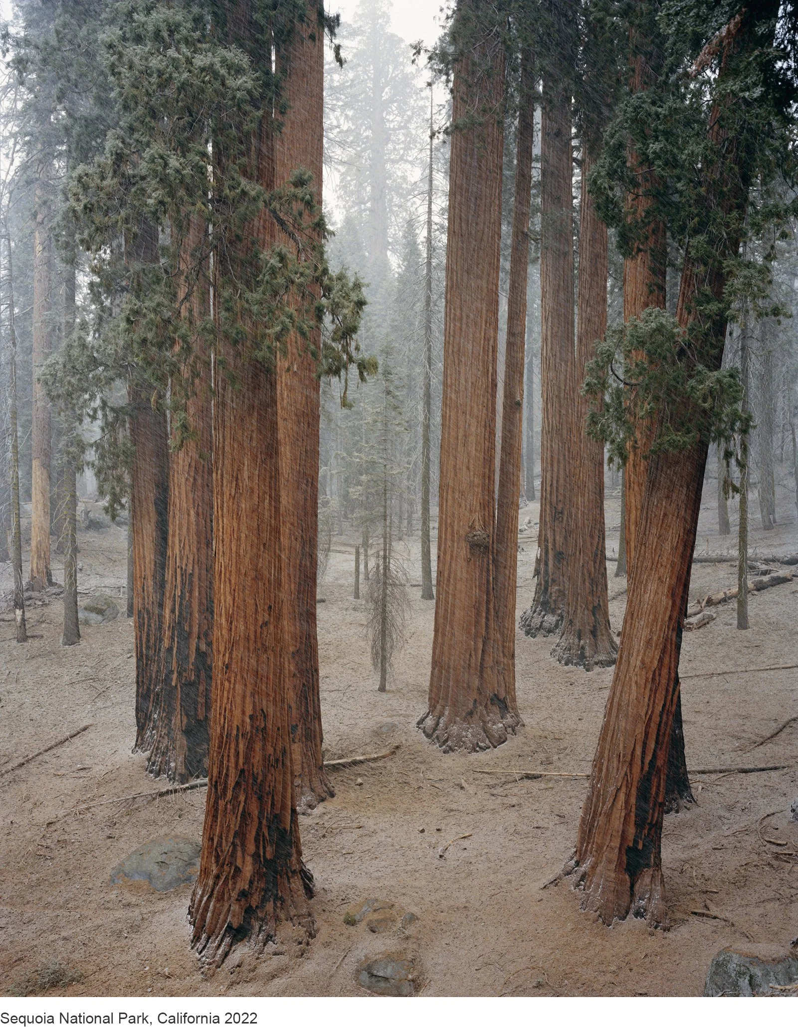 15-Mitch Epstein-32_19445.4.22 Sequoia National Park, California 2022 copy.jpg