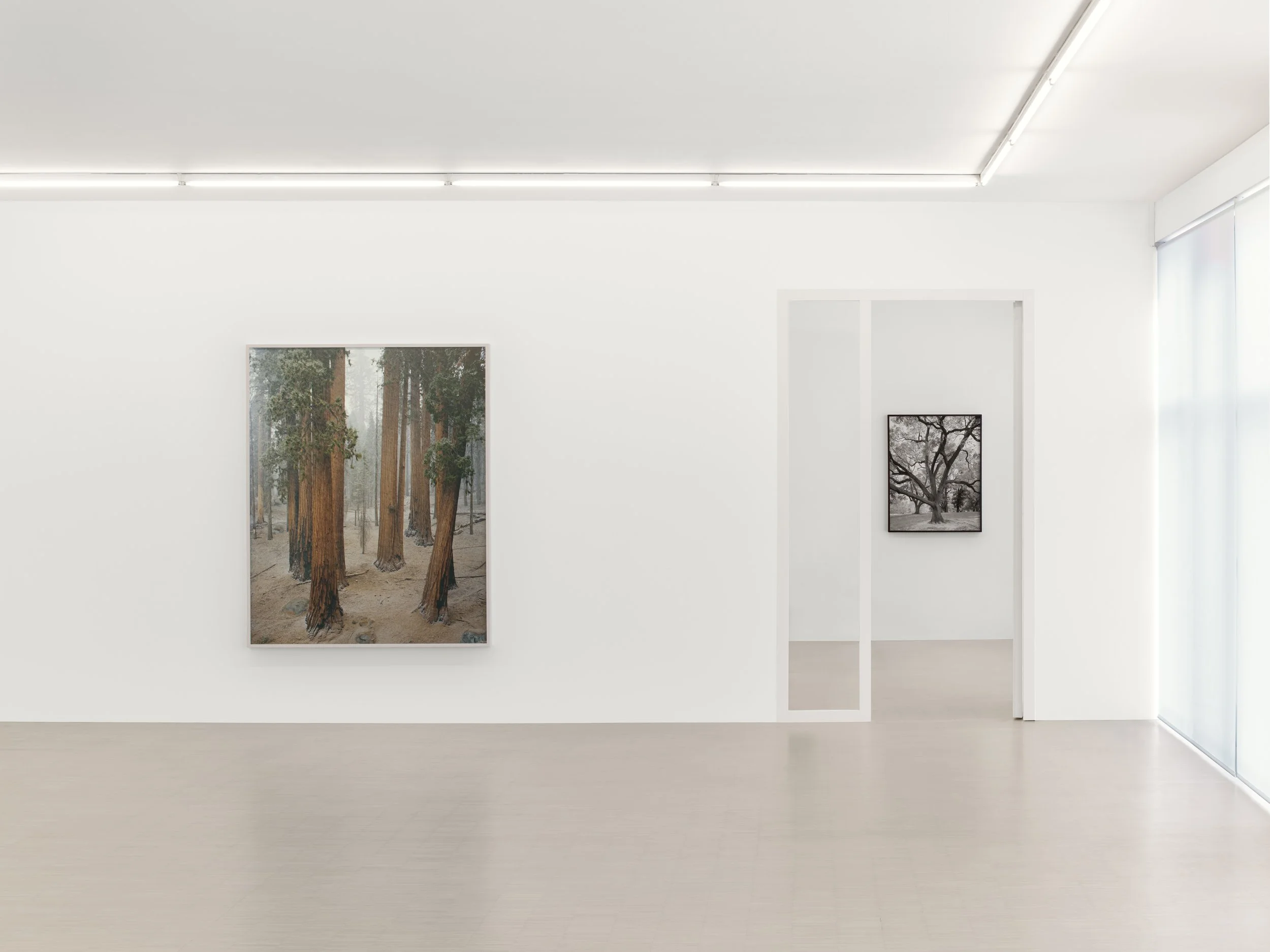 03_Mitch Epstein_American Arbor_Zander Galerie Cologne.jpg