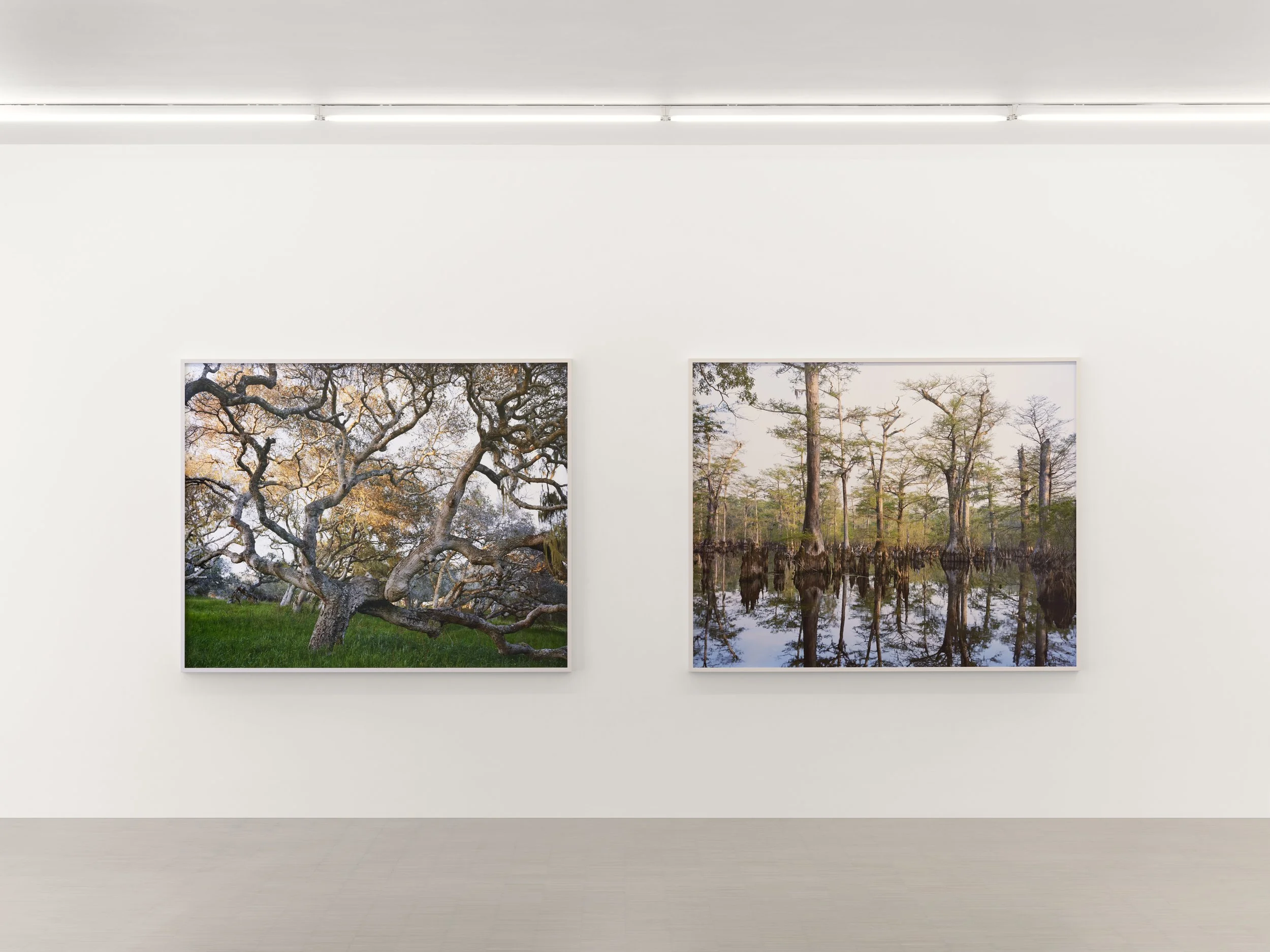 01_Mitch Epstein_American Arbor_Zander Galerie Cologne.jpg