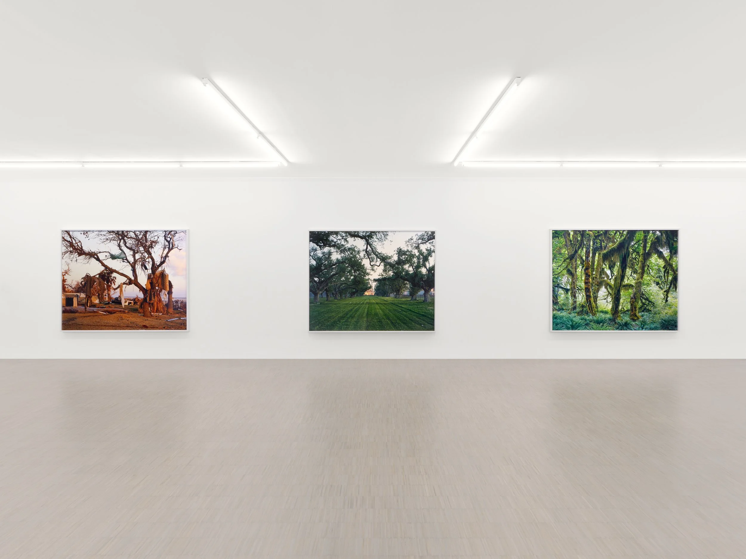 04_Mitch Epstein_American Arbor_Zander Galerie Cologne.jpg