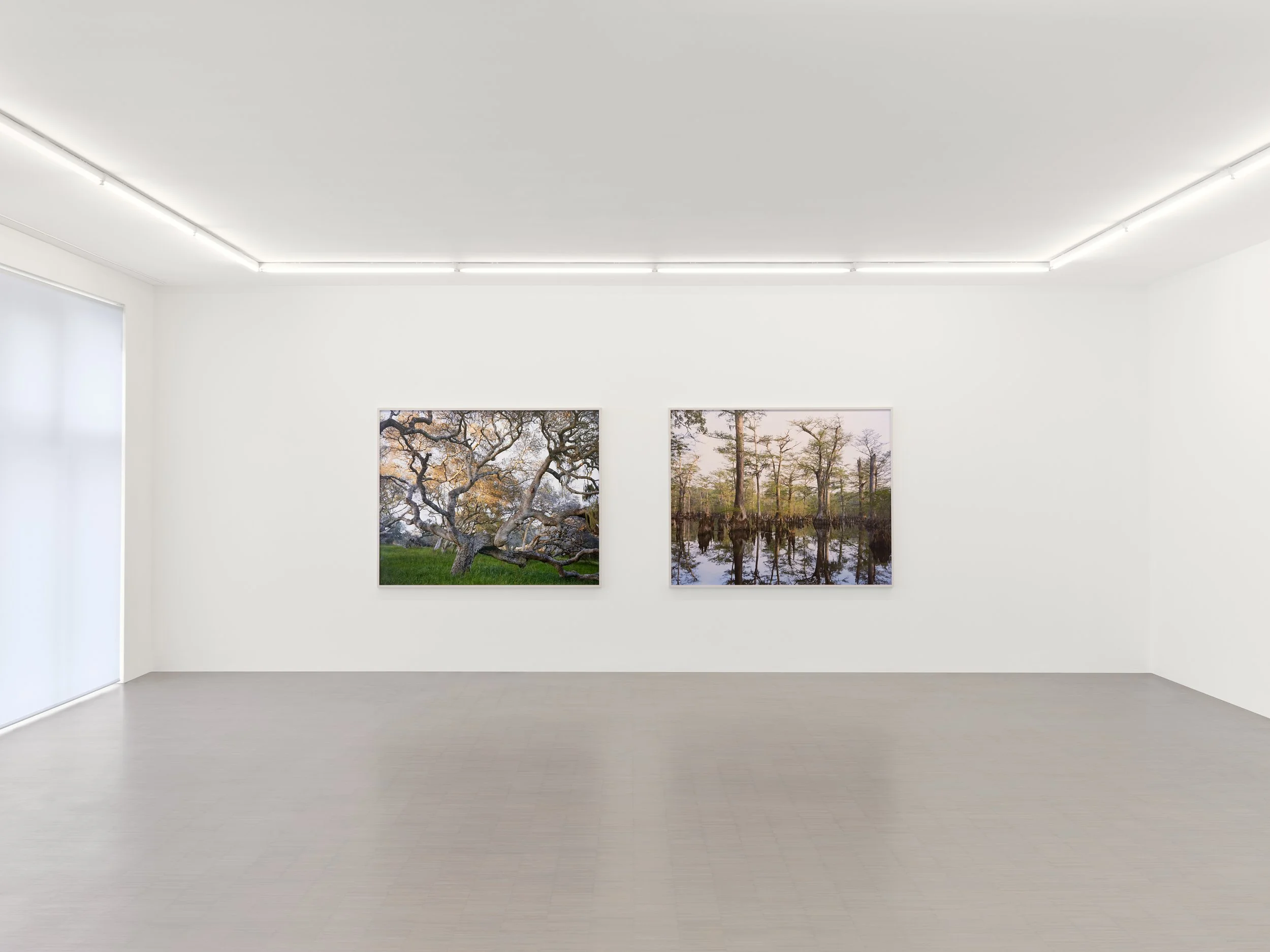 05_Mitch Epstein_American Arbor_Zander Galerie Cologne.jpg