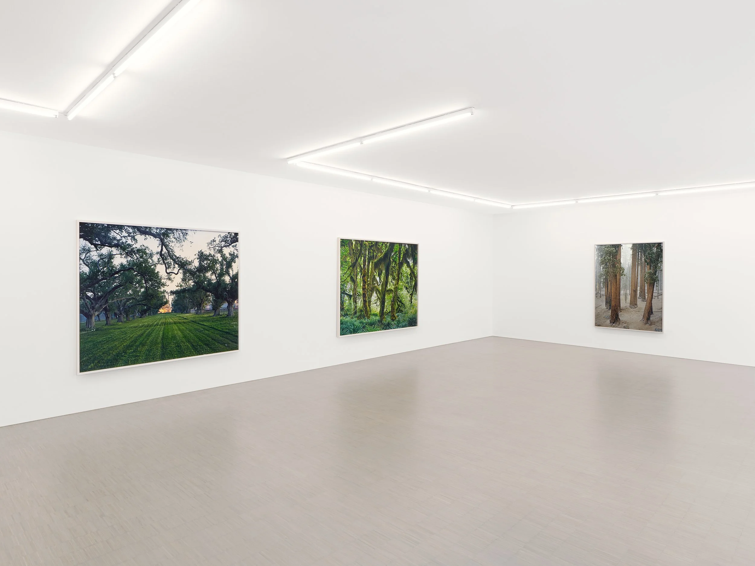 06_Mitch Epstein_American Arbor_Zander Galerie Cologne.jpg