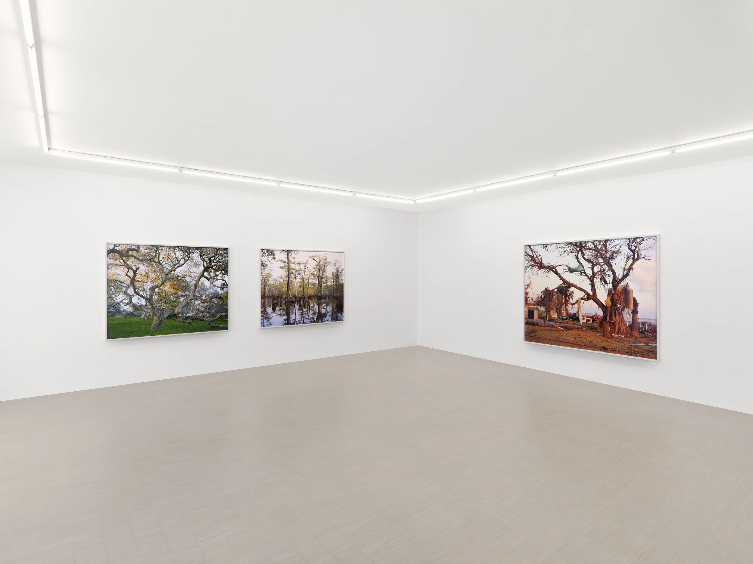 07_Mitch Epstein_American Arbor_Zander Galerie Cologne.jpg