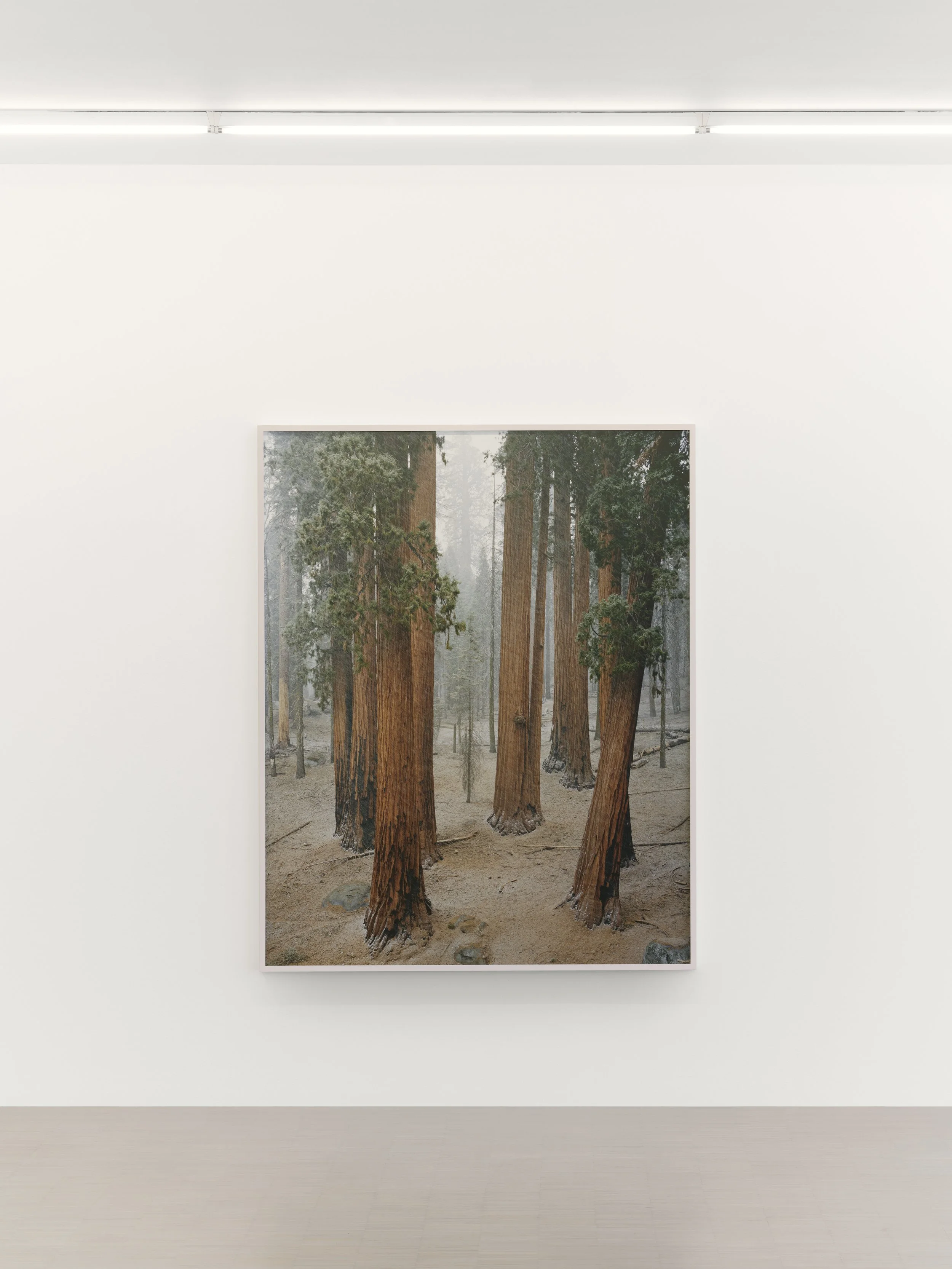 02_Mitch Epstein_American Arbor_Zander Galerie Cologne.jpg