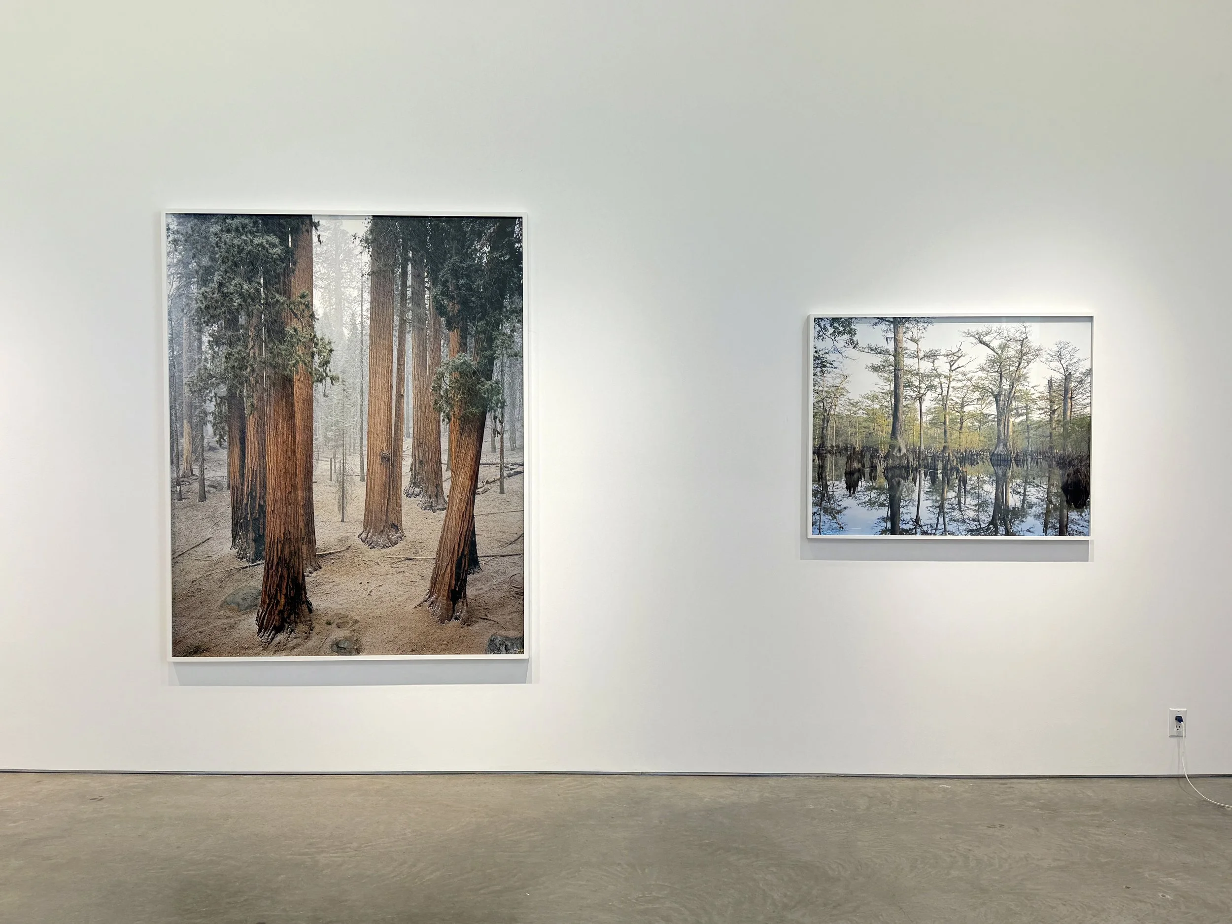 OLD GROWTH FRAMES.JPG