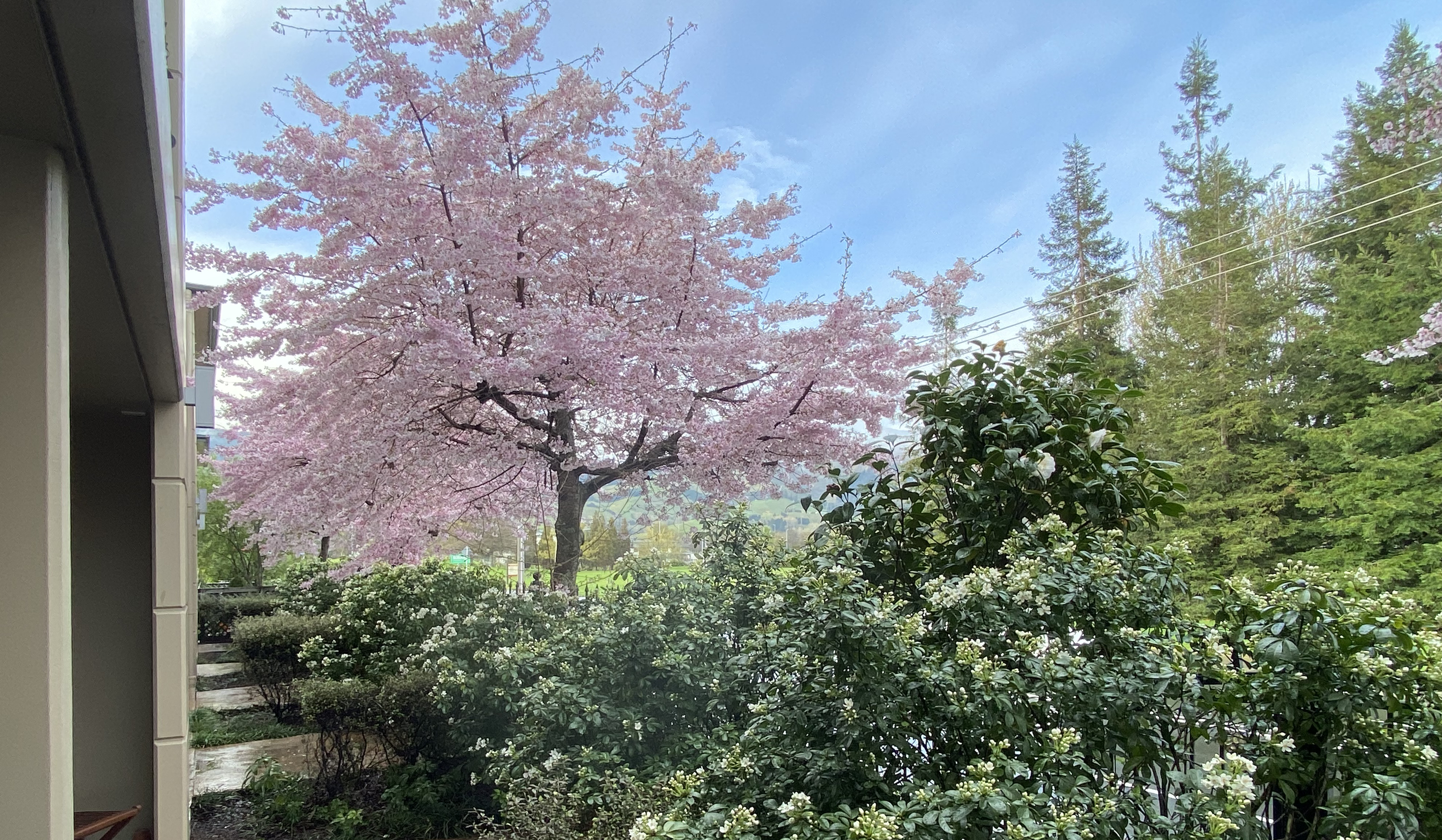 IMG_5233 Cherry Blossoms.png