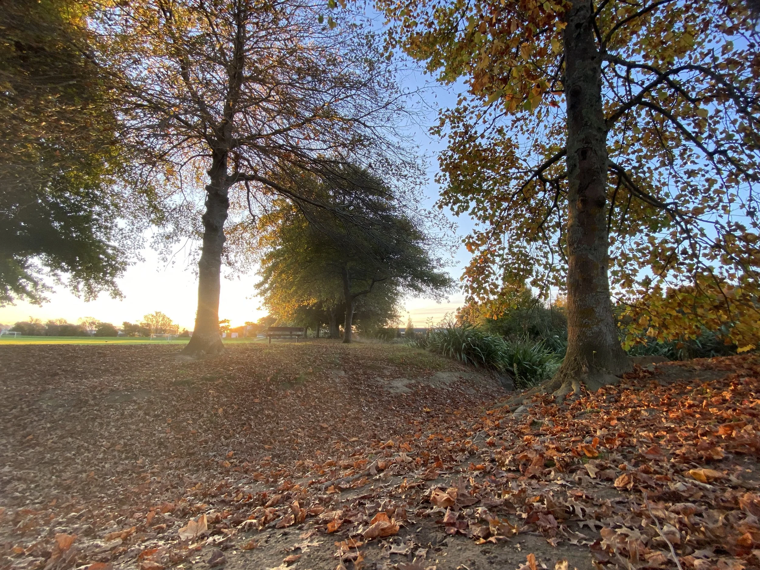 Saxton Field in autumn pride,  Golden leaves in breezes glide.
