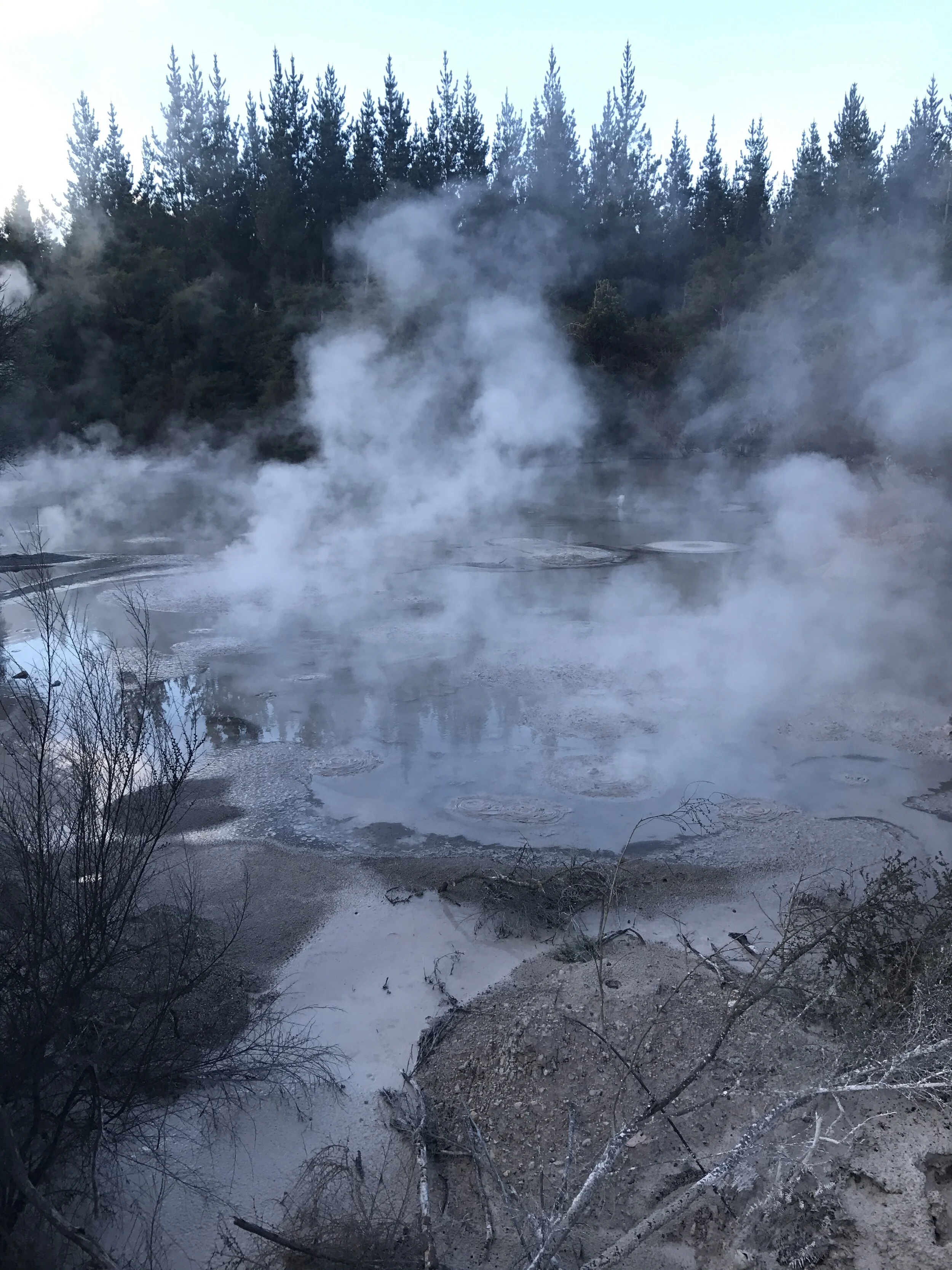 A hot spring or geyser in a forested area with steam rising from the water, surrounded by trees and branches.