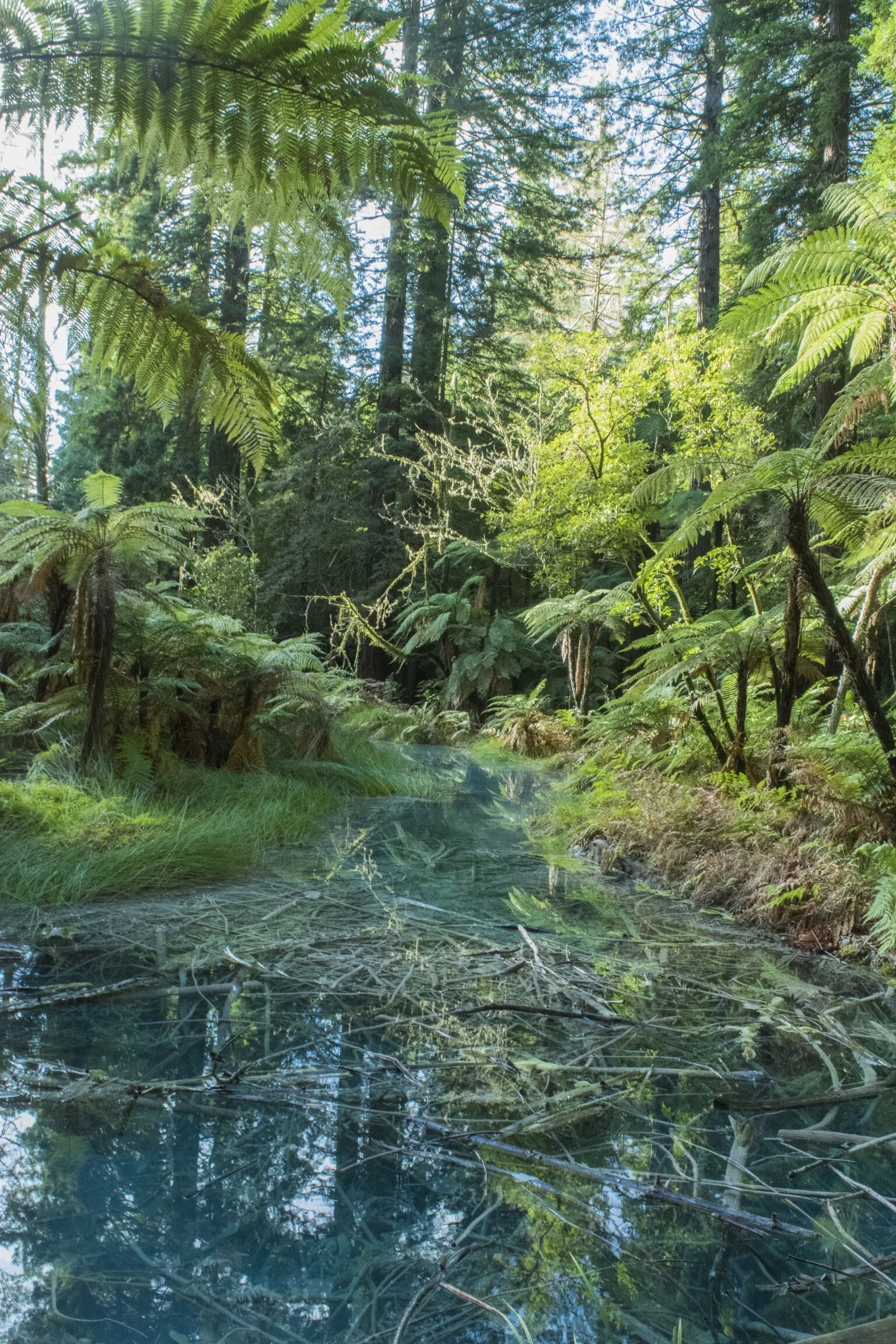 A dense green forest with tall trees, lush plants, and ferns, surrounding a small, calm stream with clear water.