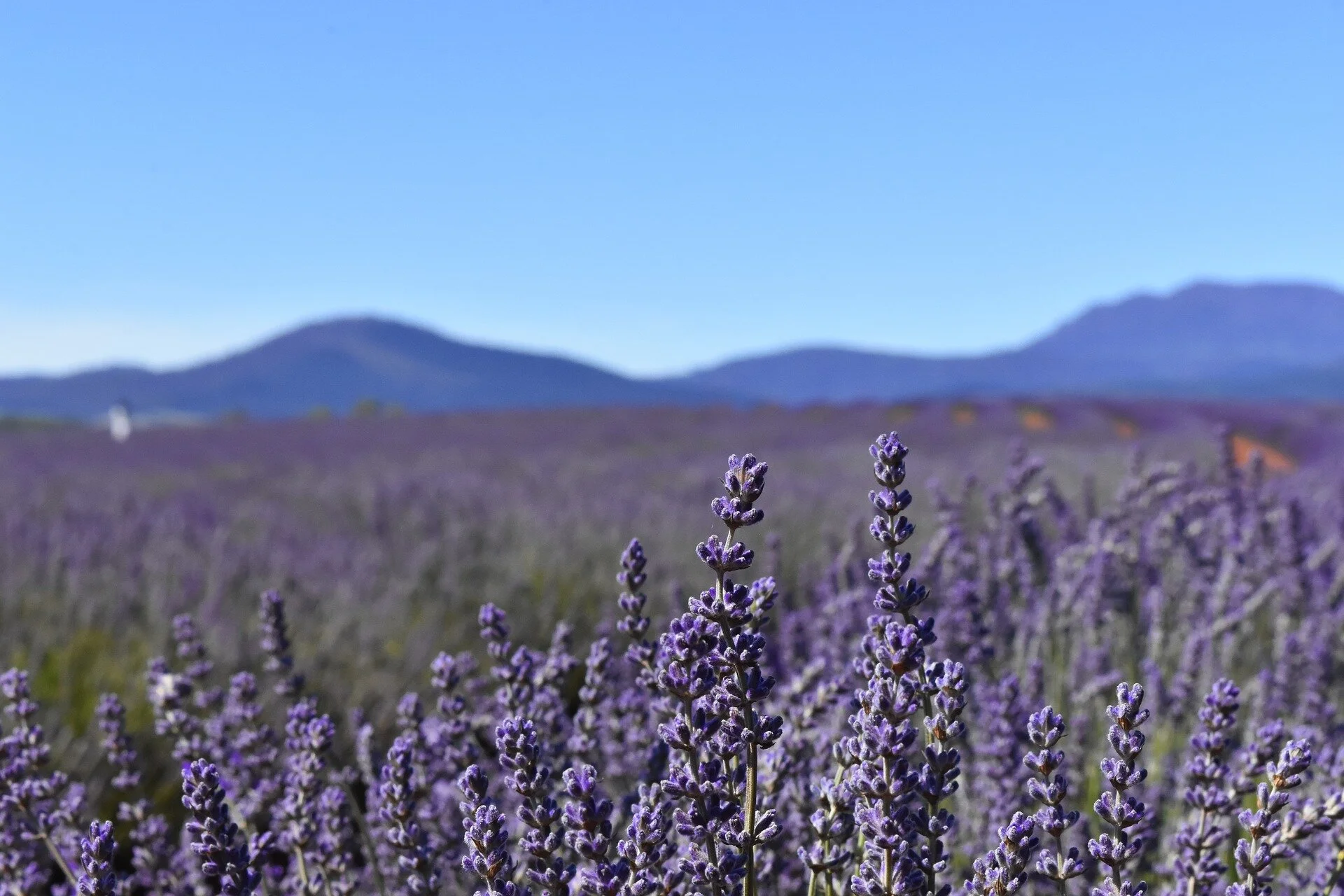 Bridestowe Lavender Fields
