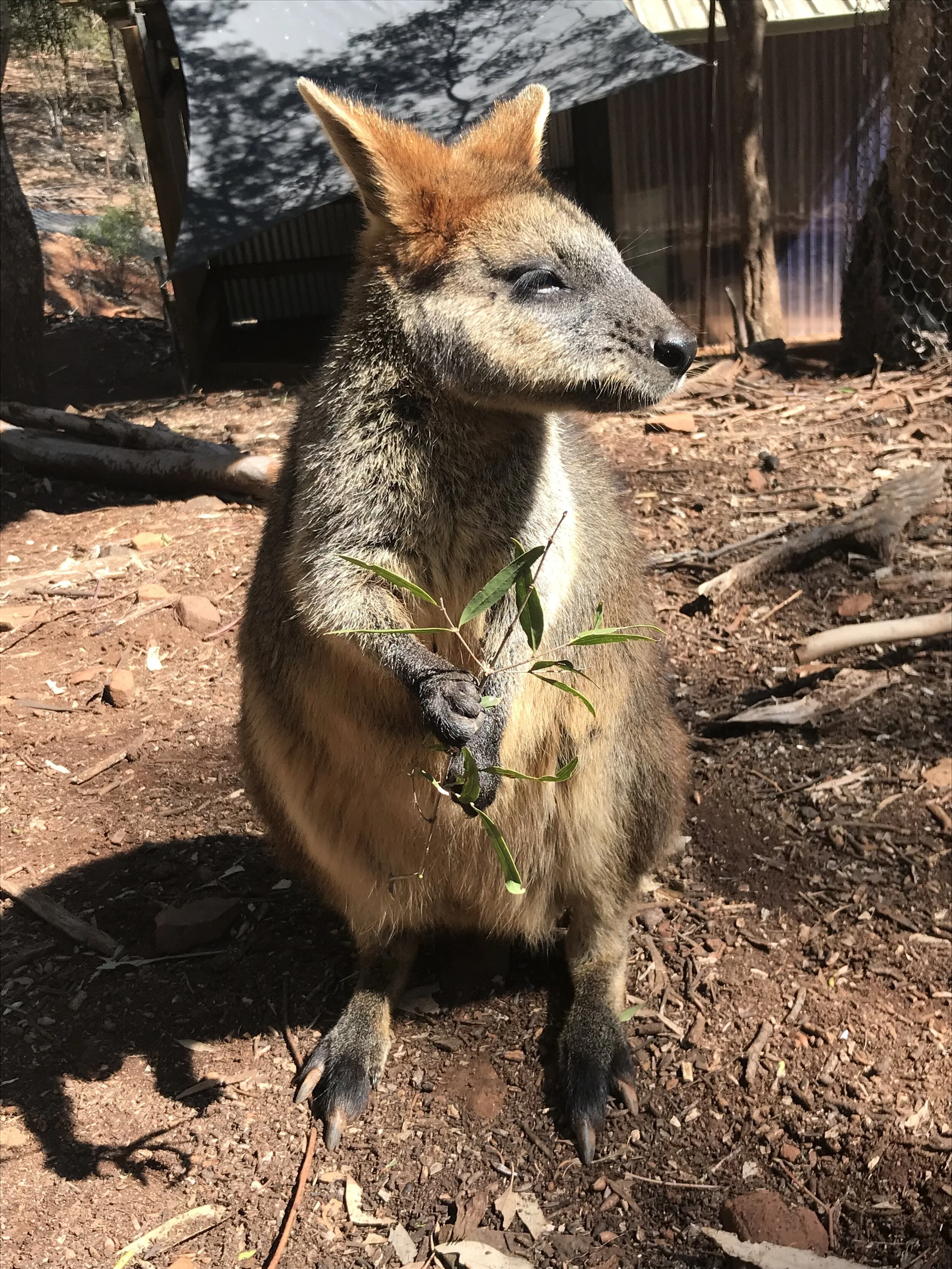 Wallaby at Marsupial Park, Tamworth