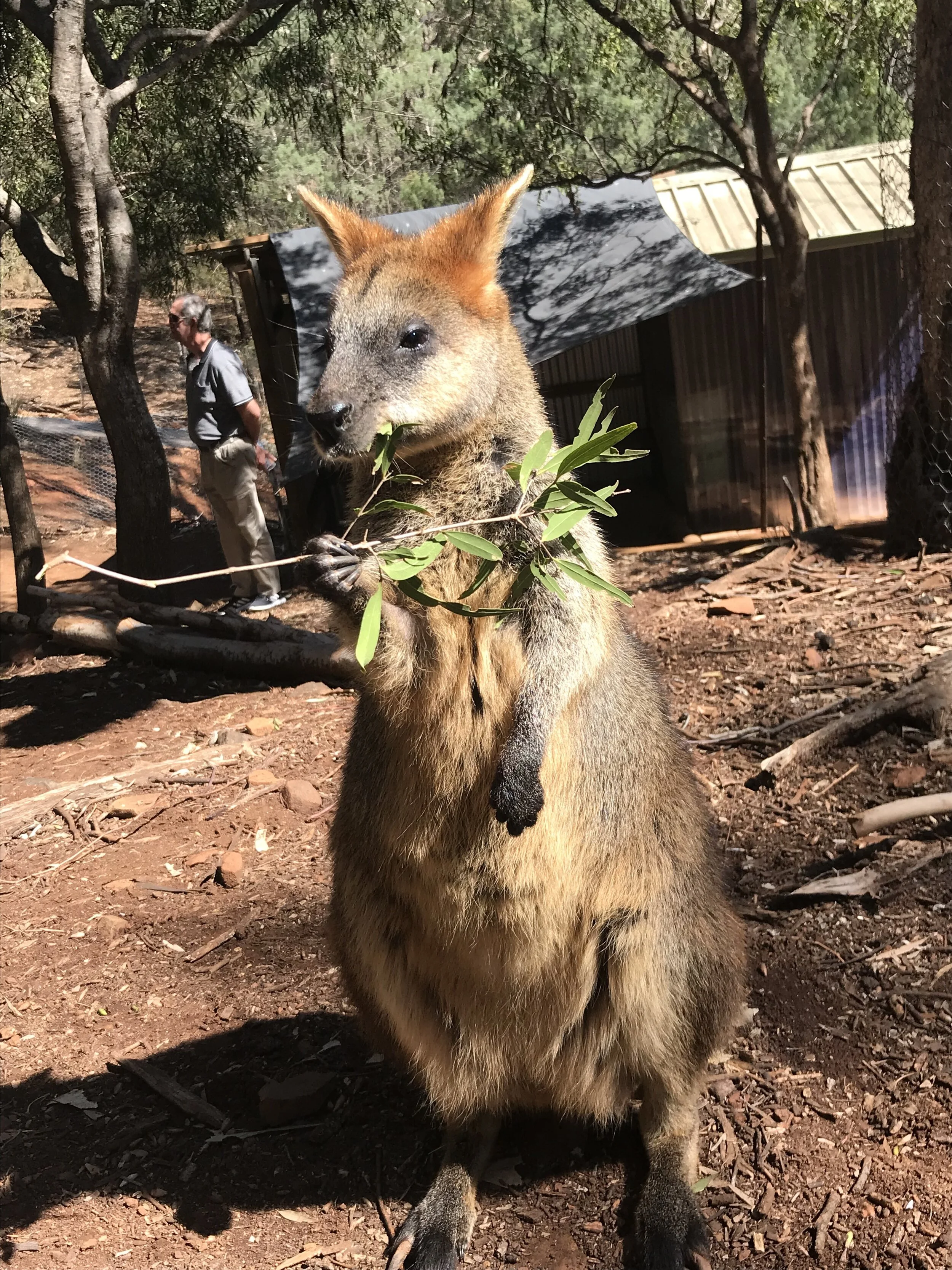 Wallaby at Marsupial Park, Tamworth