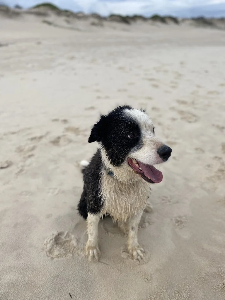 Pippi Dog Beach, Yamba
