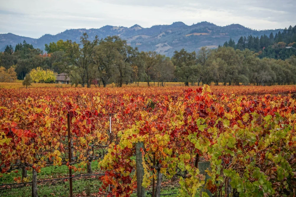 napa2.jpeg