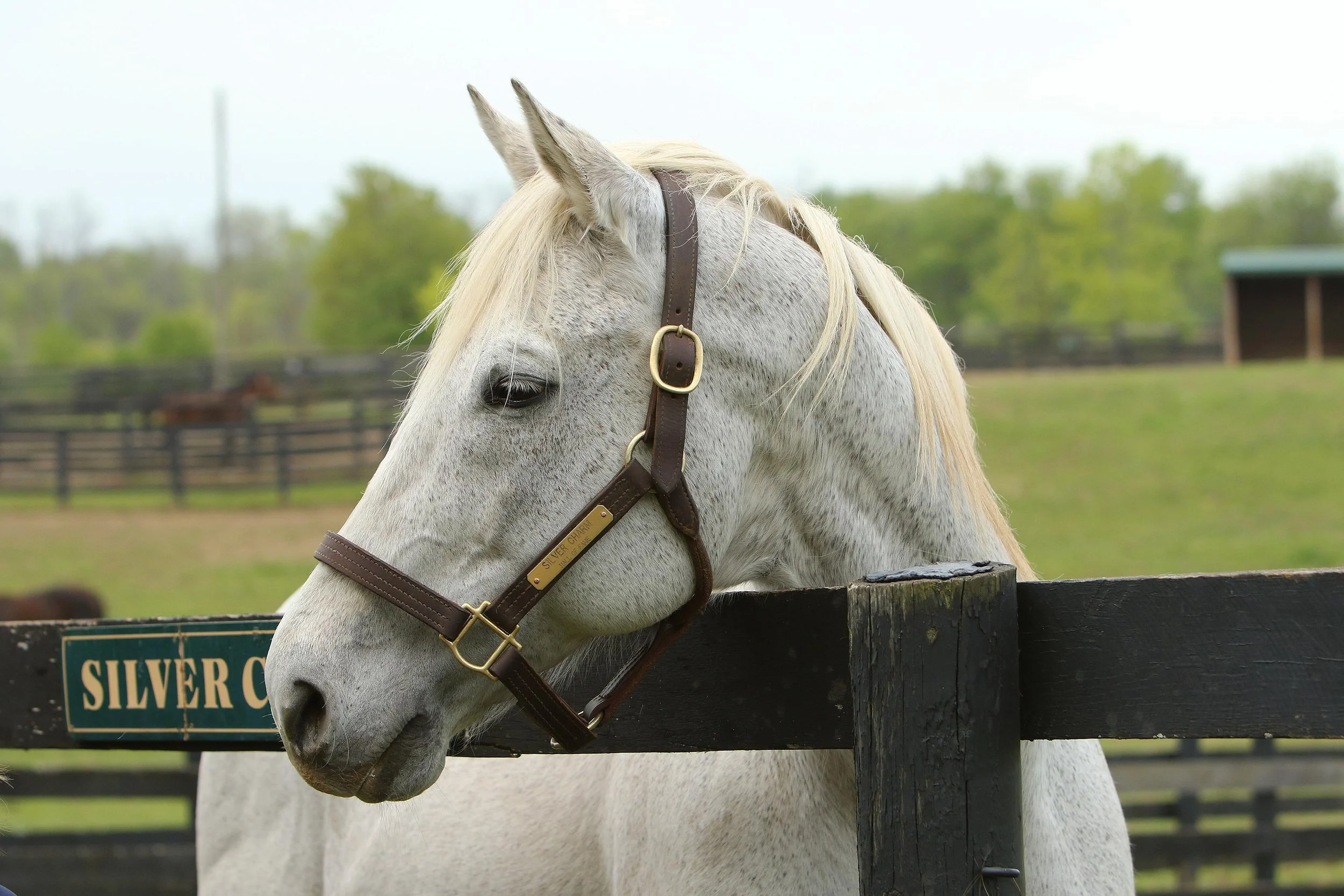 10 Non-Profits I am Passionate About