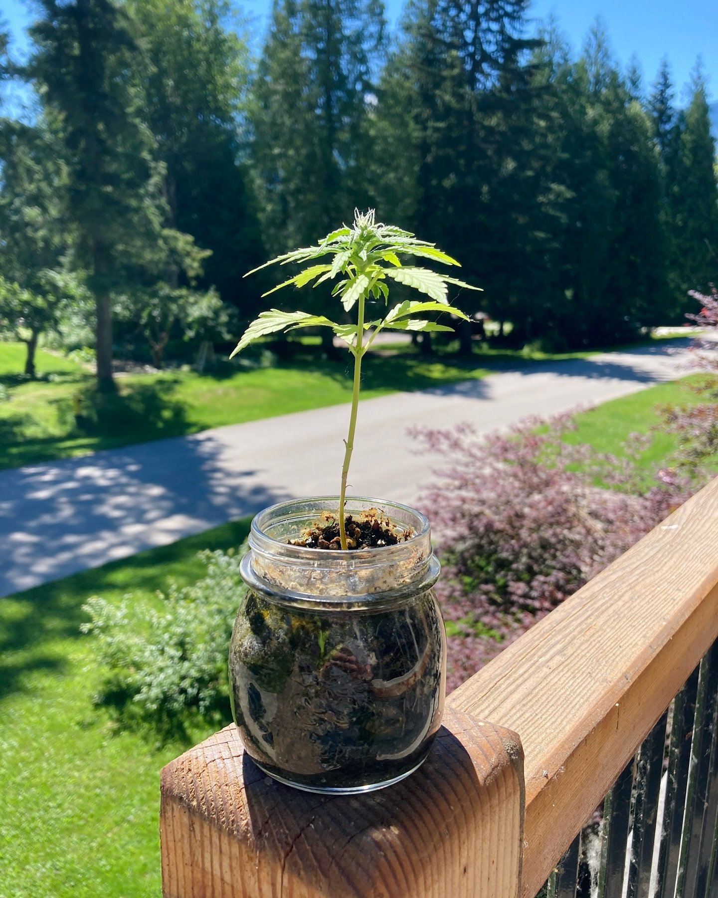 Happy M8 day Revelstoke! May 8 is also a great time to get plants going. Whats everyone growing this year?