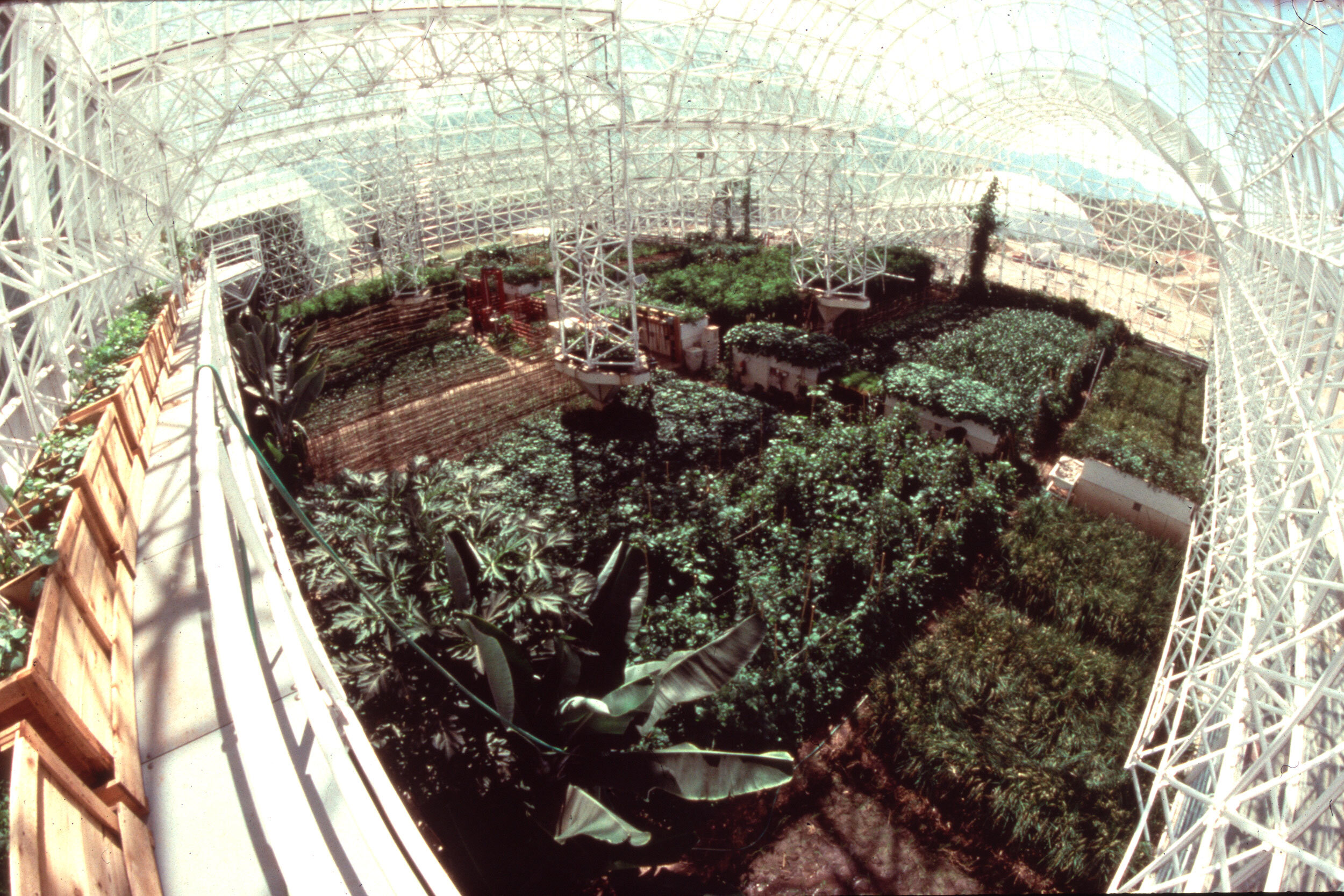Crop in the Biosphere 2