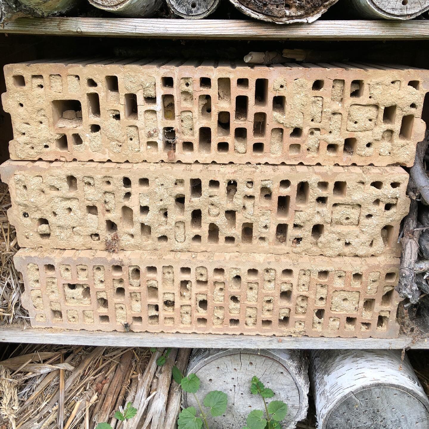 Insects don&rsquo;t need just flowers, but other habitat structures to survive. Good examples in @wachsenlassenberlin of nesting structures for Anthophora plumipes, a species that nests in clay and fills these holes with pollen and nectar for her you