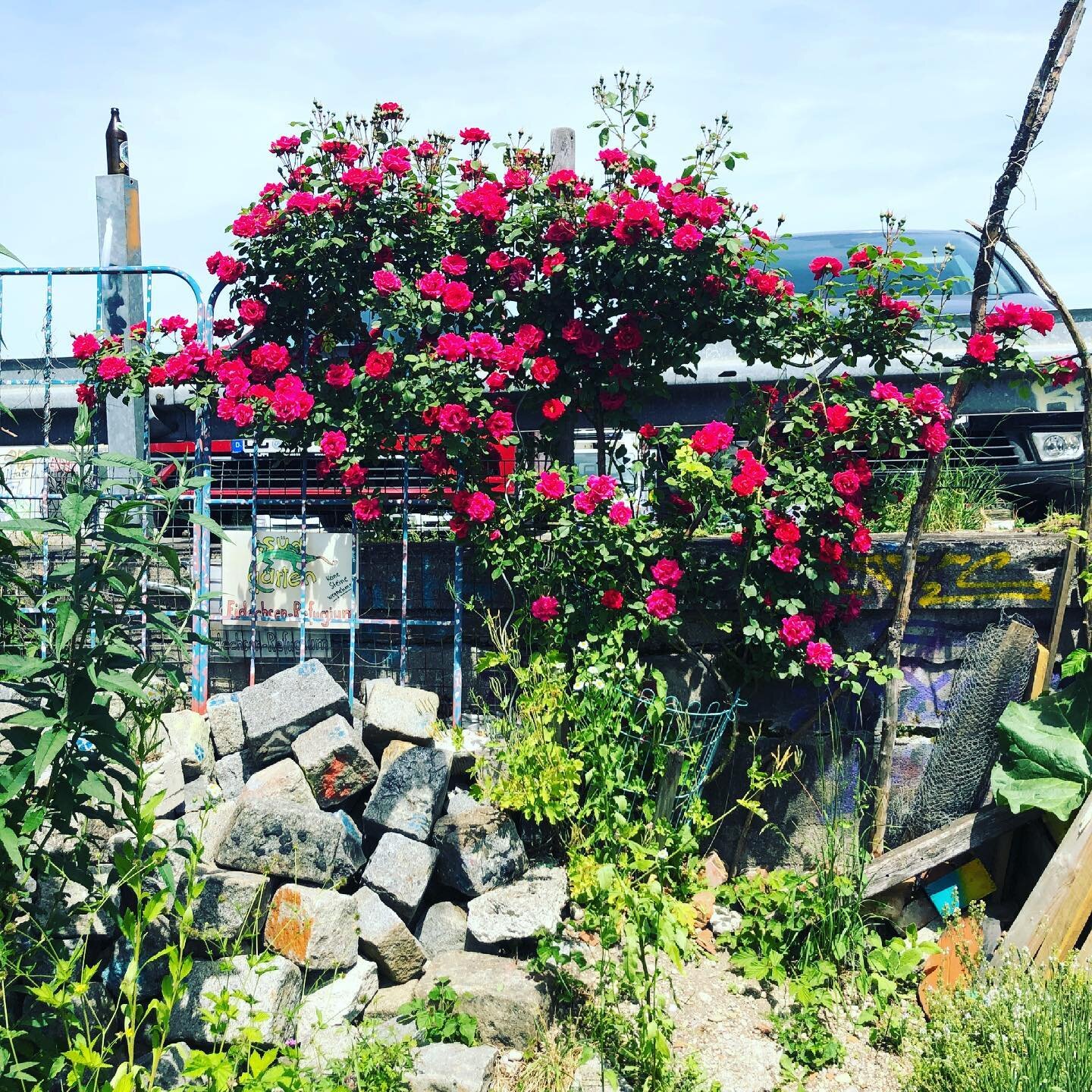 From flowers to bees to dirt to perceptions: enjoying the adventures in our second field campaign exploring #biodiversity in #urbangardening #munich