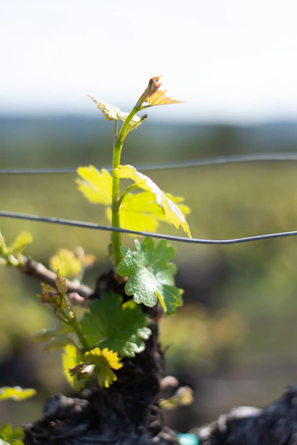 The Vine (click to order)