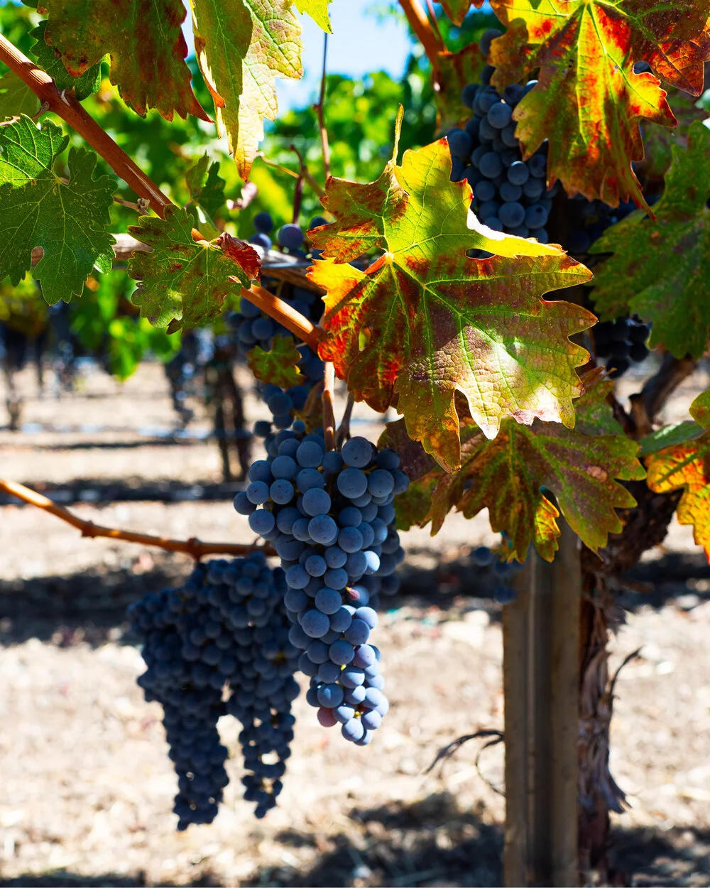 Sturdy Old Vines (click to order)