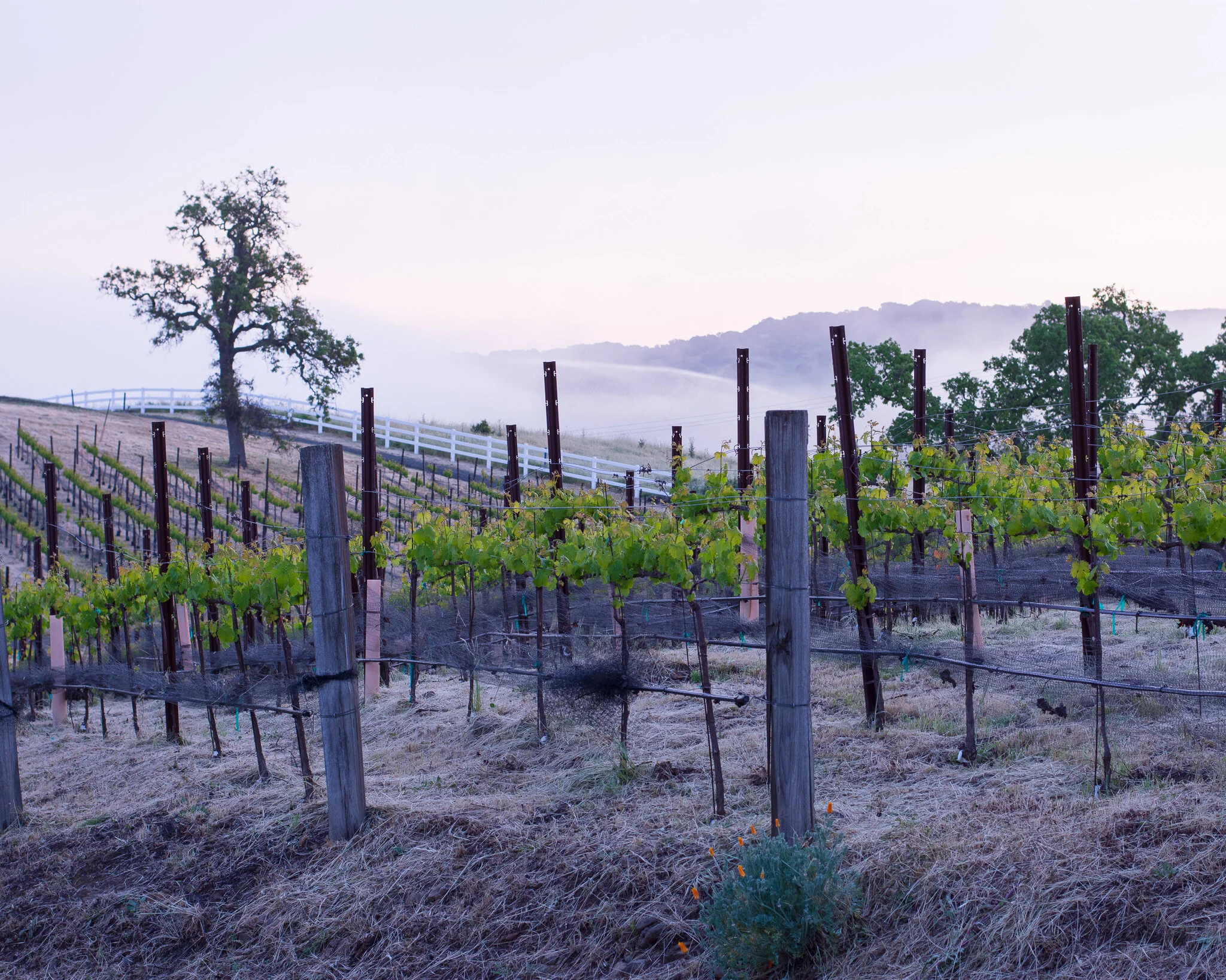 vineyard3.jpg