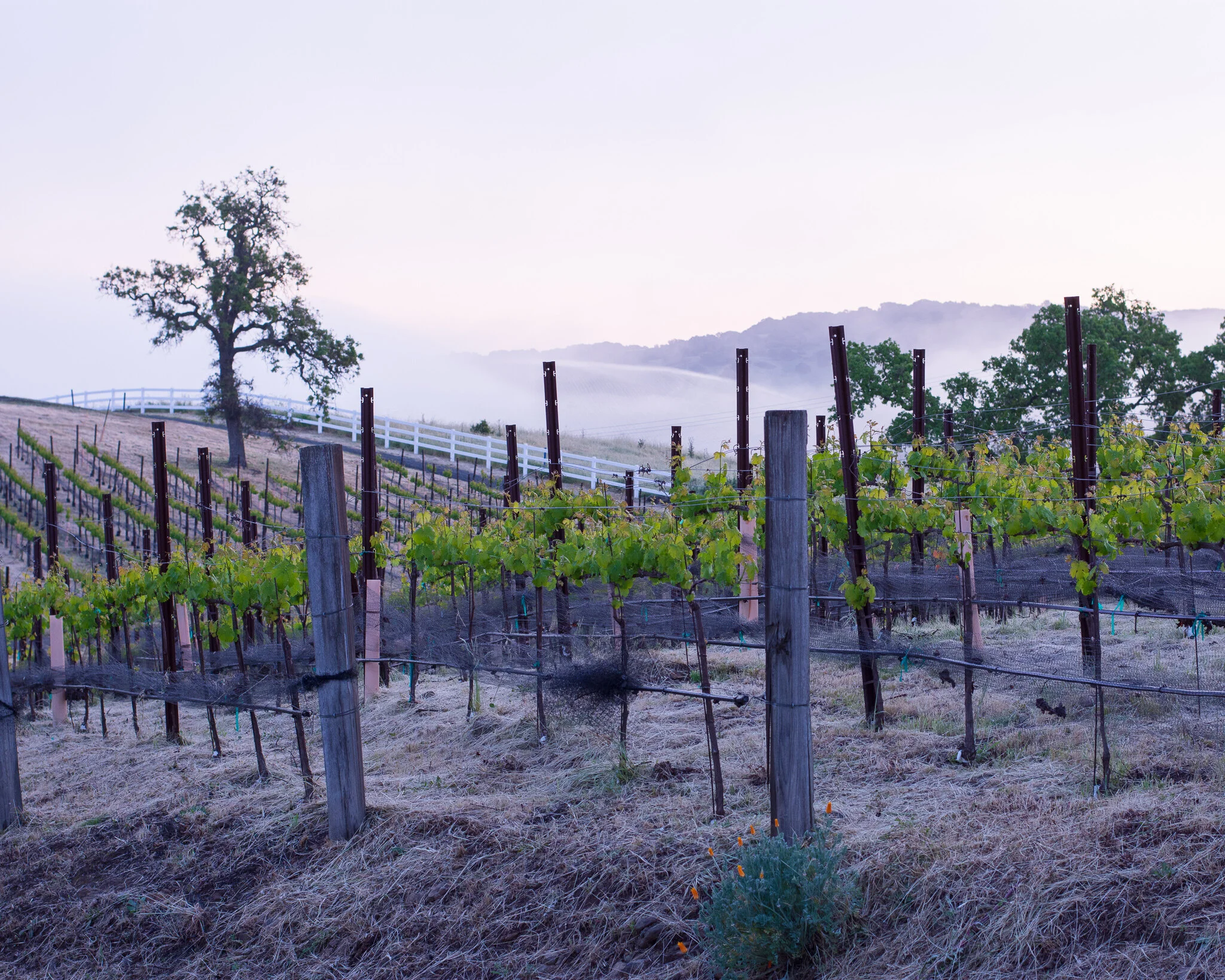 Vineyard at Dawn (click to order)