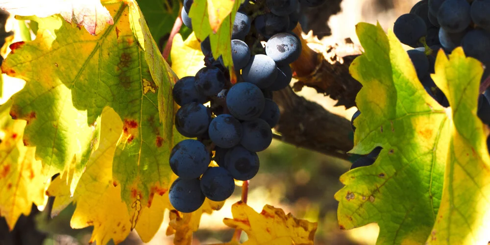 Vines Shadows_banner.jpg