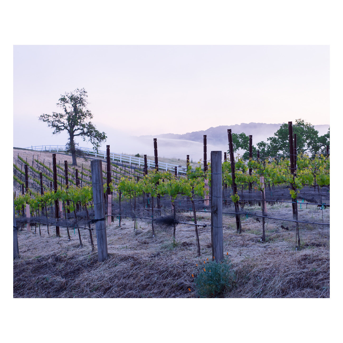 Vineyard at dawn thumb.jpg