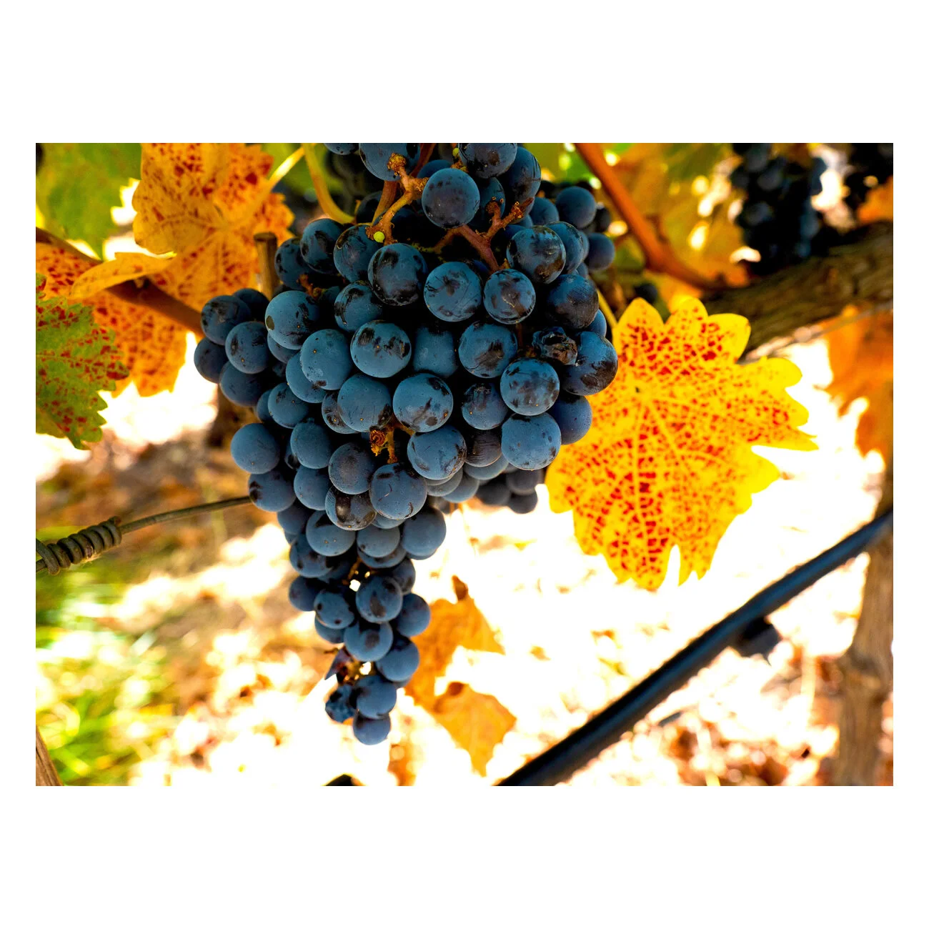 Fall Grapes Thumb.jpg