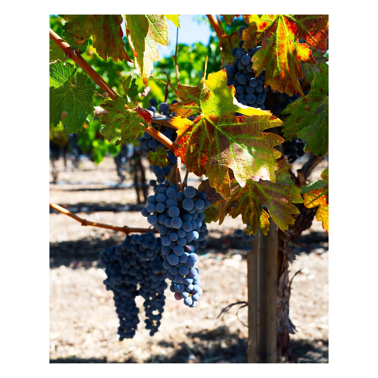 Sturdy Old Vines Thumb.jpg