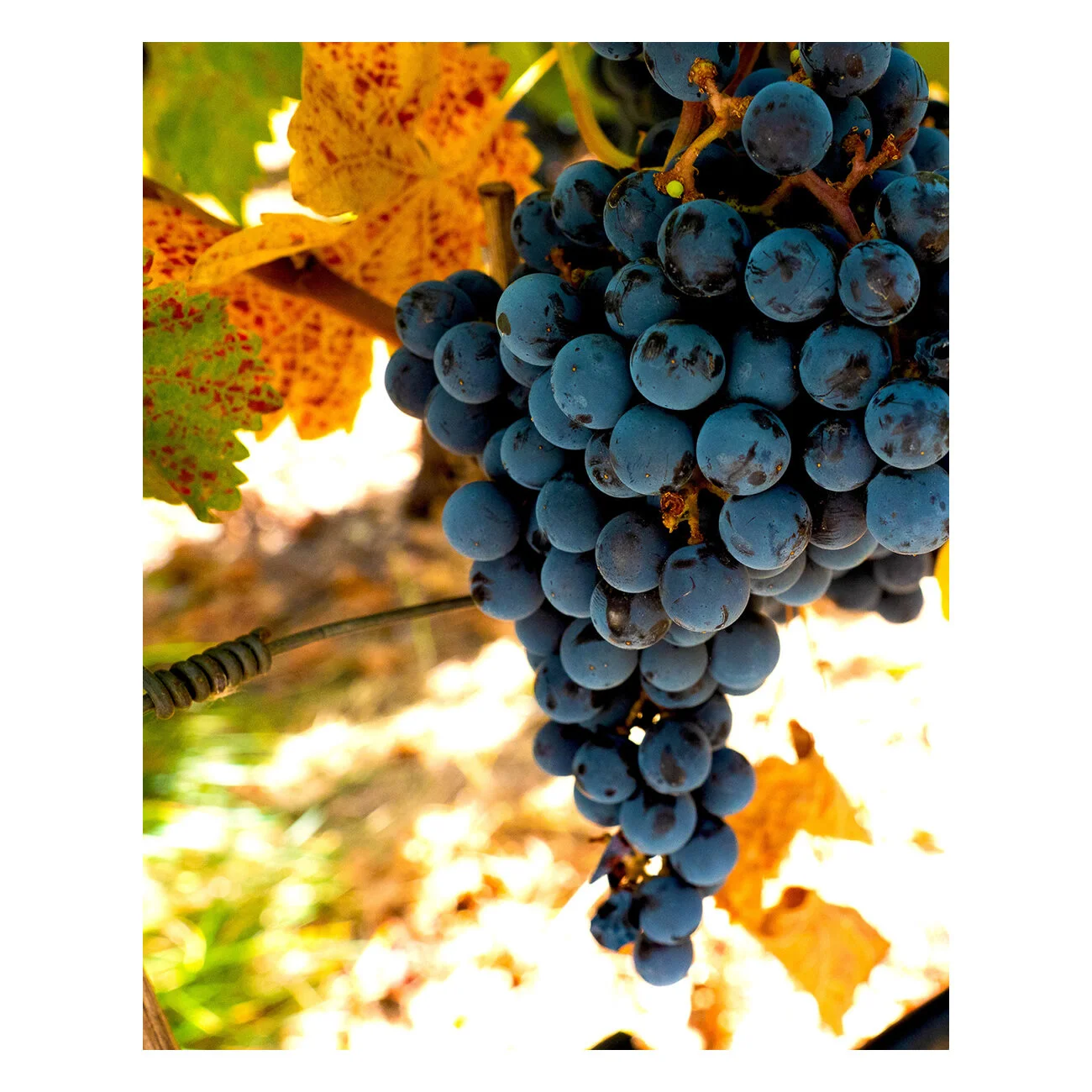 Fall Grapes Tall Thumb.jpg