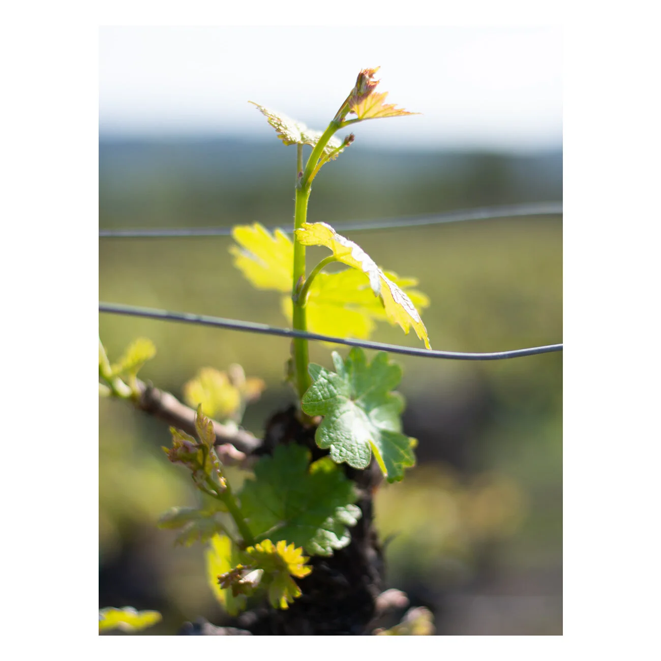 The Vine