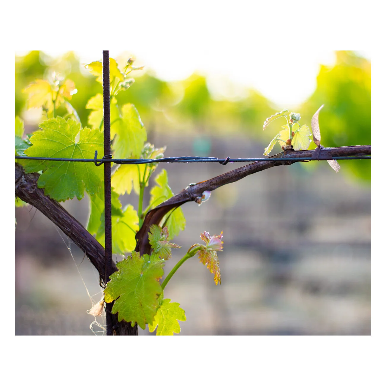 Vine at Dawn Thumb.jpg