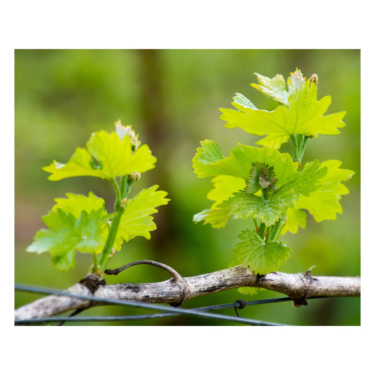 Young Buds Thumb.jpg