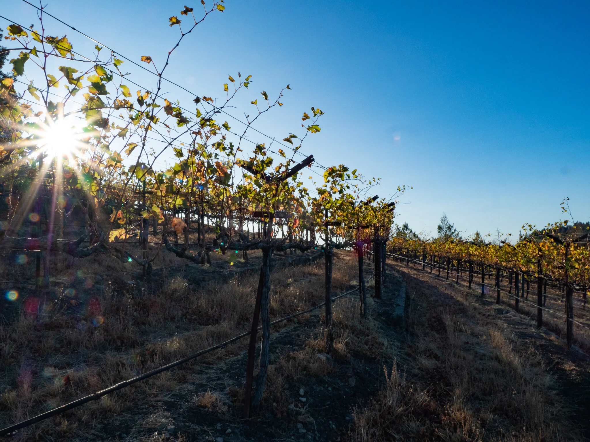 Palome Vineyard