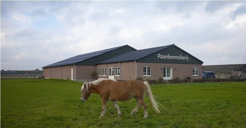 PAARDENMELKERIJ