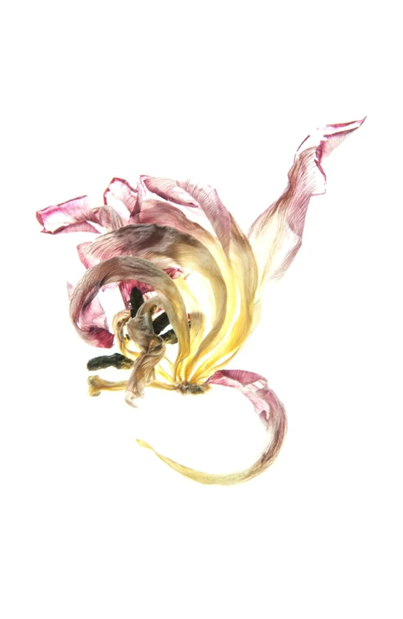 Abstracte compositie van een bloem met zachte roze en gele tinten op een witte achtergrond. Een kunstwerk van Anna de Leeuw.