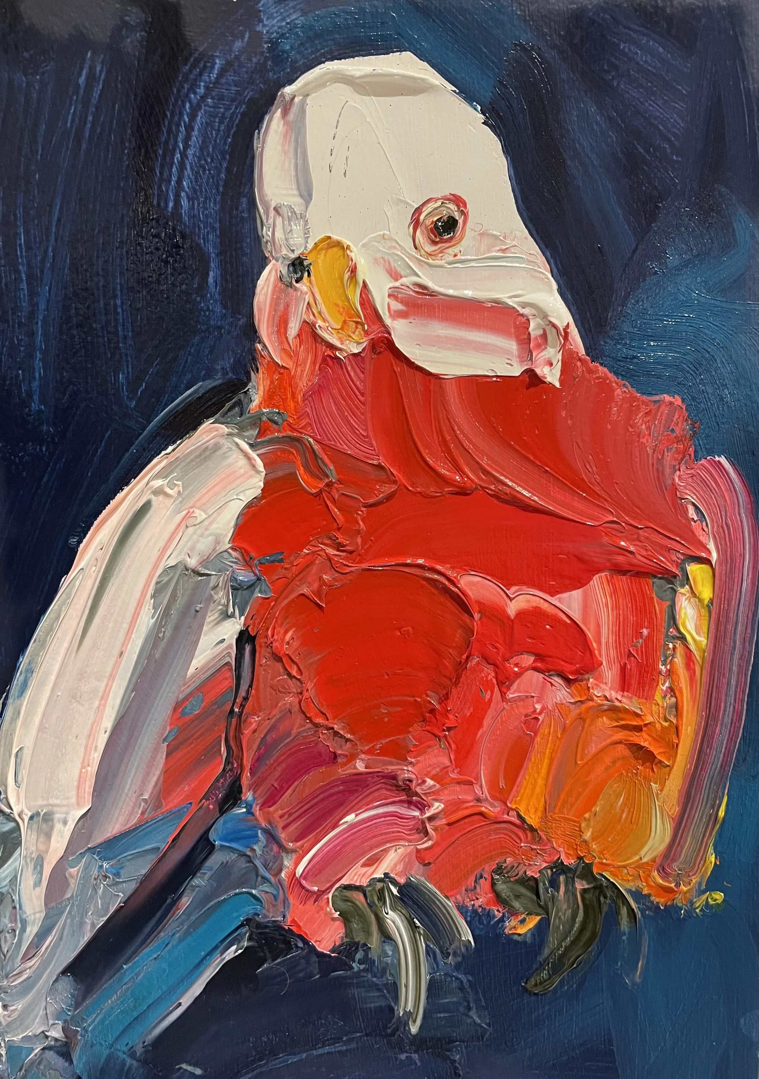 Red Galah. Oil on Gesso. 25cm x 35cm