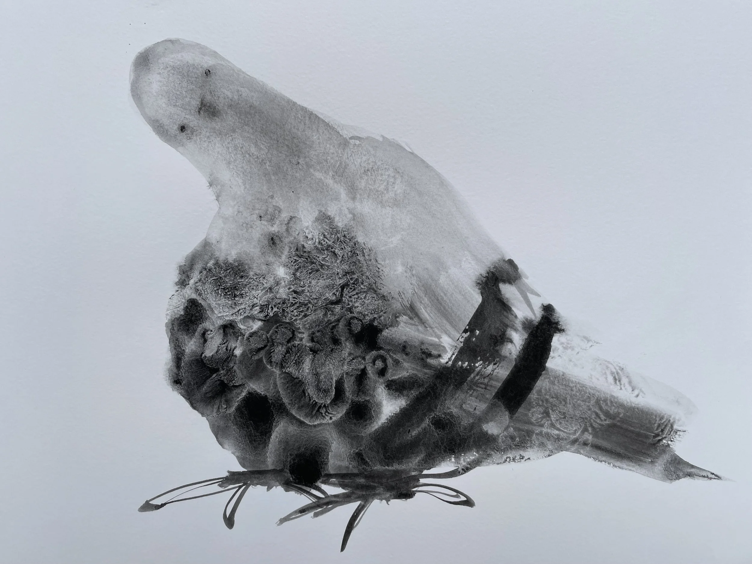 Pigeon 3. Ink on Paper. 30cm x 40cm