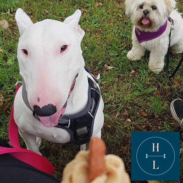 I think a couple of little guys are a little excited for their pupcakes! #dogfriendlycafe #coffeehouse⠀
.⠀
.⠀
.⠀
.⠀
.⠀
.⠀
.⠀
.⠀
#dog #friendly #dogfriendlycafes #dogfriendlycafe #lifewithdogs #dogfamily #caf&eacute; #cafe #coffeelover #barista #coffe