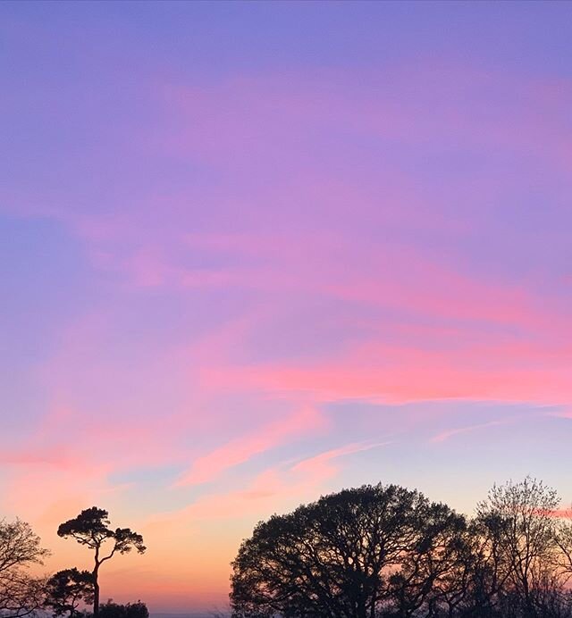 The big oak behind the water garden at #Kiftsgate from various locations. #oak #sunset #gardenlovers #instagardenlovers #gardensofinstagram #englishgarden #gardening #gardeners #gardens #garden #gardensofengland #gardenersofinstagram #instagarden #fl