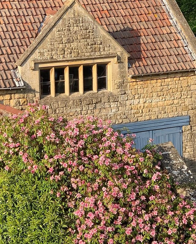 Rosa La Follette growing over the roof of the Kiftsgate toilette 😊. It was named after Senator Robert La Follette from Wisconsin who had the nickname &lsquo;Flighting Bob&rsquo; because of his fierce opposition to political corruption and corporate 