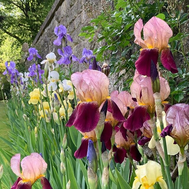 Plant sales at Kiftsgate have resumed! You can come and buy plants during our usual opening hours. Please see our website for more details. #plantsforsale #Kiftsgate #gardenlovers #instagardenlovers #gardensofinstagram #englishgarden #gardening #gard