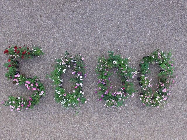 Thank you to everyone of our followers for helping us reach this milestone! The gardens are open and the roses in this picture and many other plants you&rsquo;ll see in the garden are for sale so please come and visit us! #Kiftsgate #5000 #gardenlove