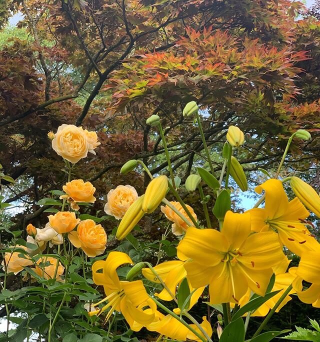 Garden bursting with colour at the moment. There are a couple of picnic areas so why not make a day of it this weekend. #Kiftsgate #gardenlovers #instagardenlovers #gardensofinstagram #englishgarden #gardening #gardeners #gardens #garden #gardensofen