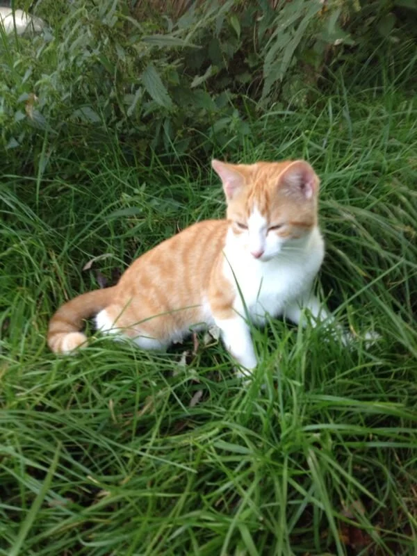 In der Nacht träumte die Siamkatze