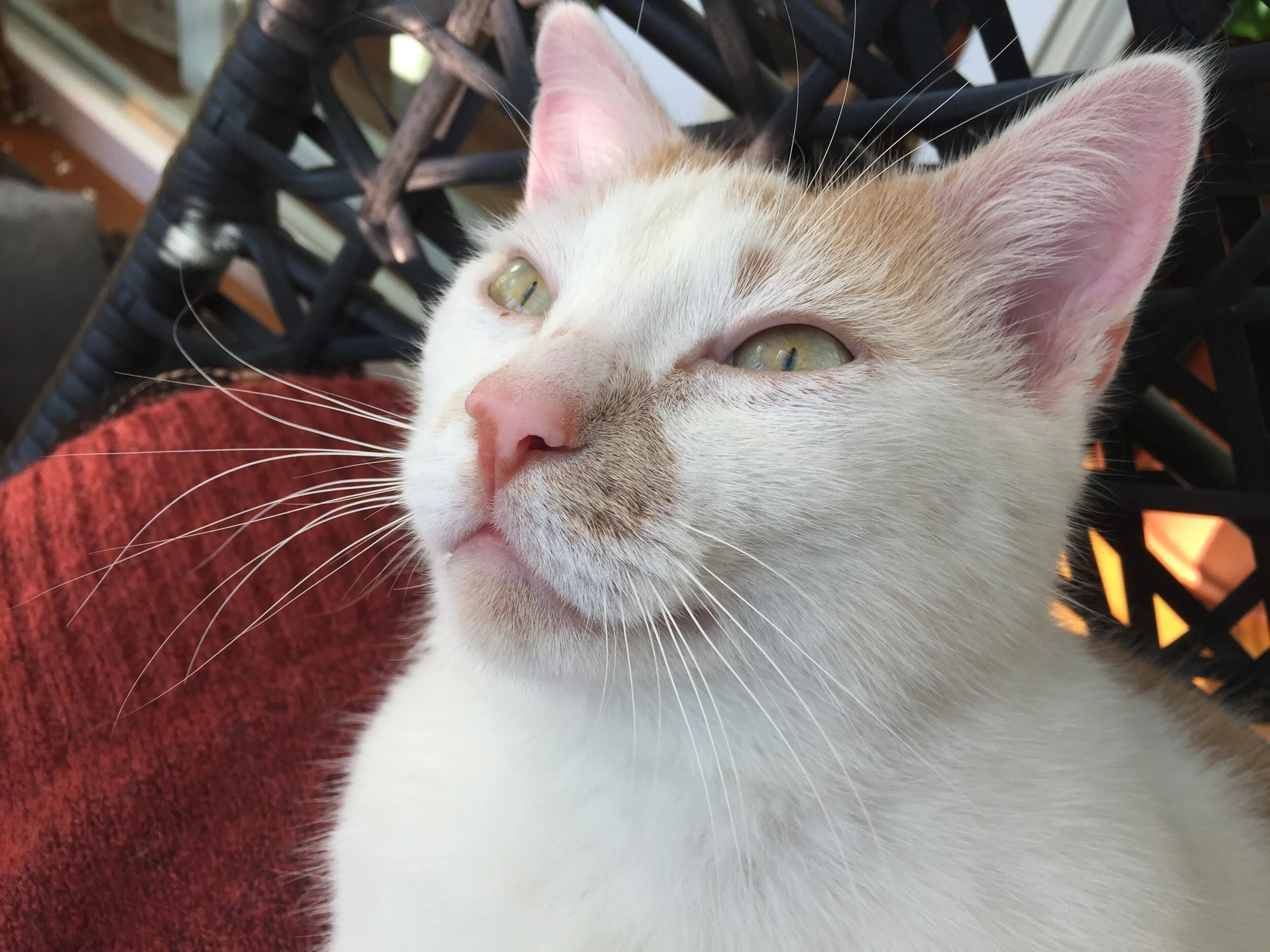 Die Katze und ihr Lachgedicht