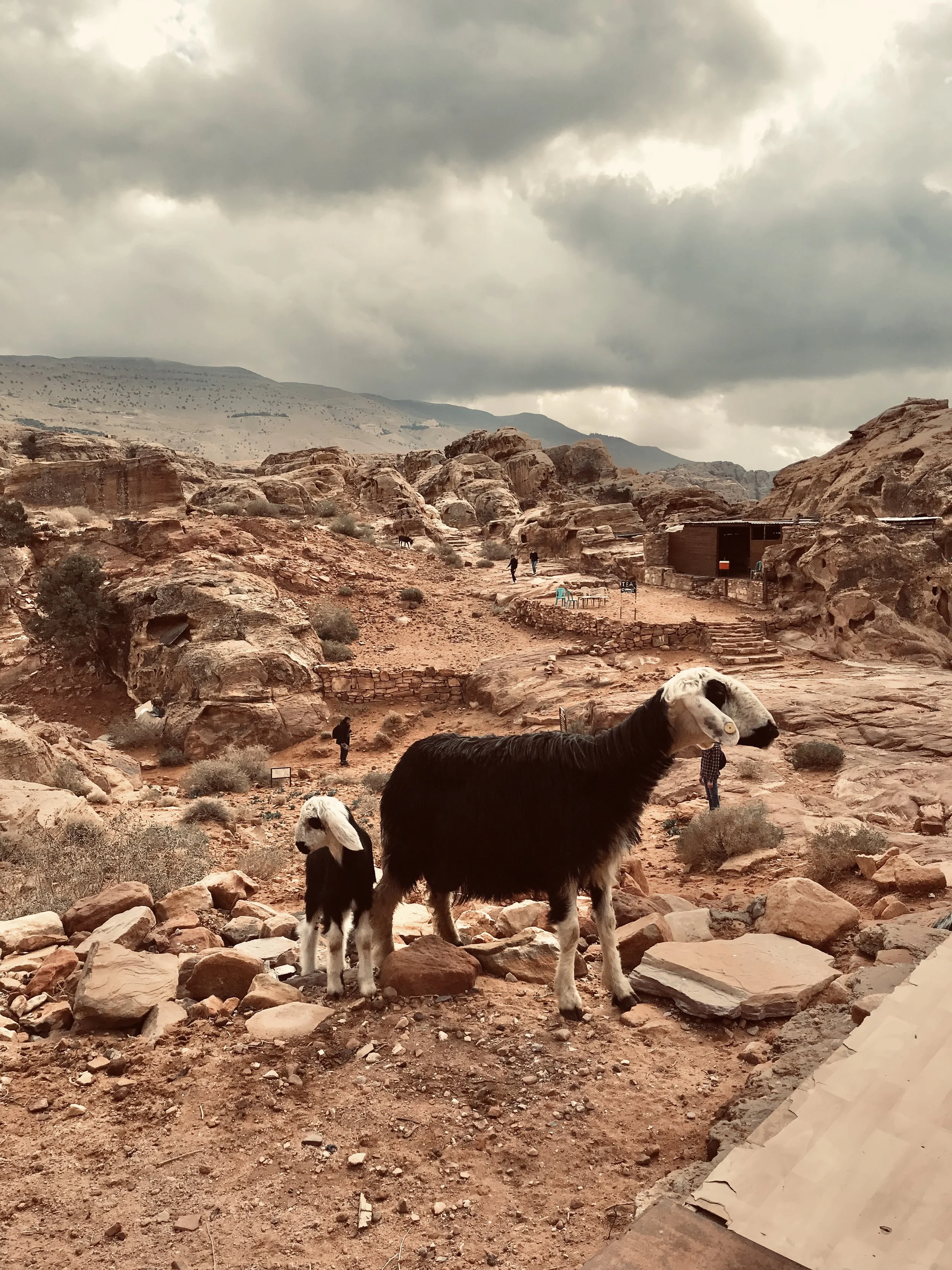 Petra Jordan